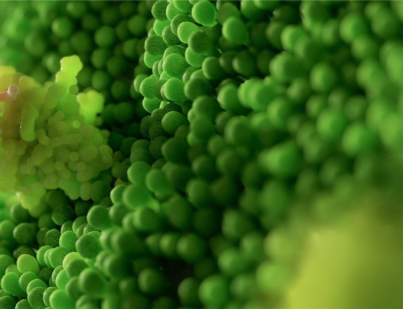 This 3d animation shows a chitosan molecule attaching to plant receptors.jpg